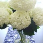 Read more about the article Getting Cut Hydrangeas to Last Longer