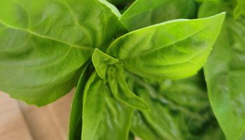 basil leaves 