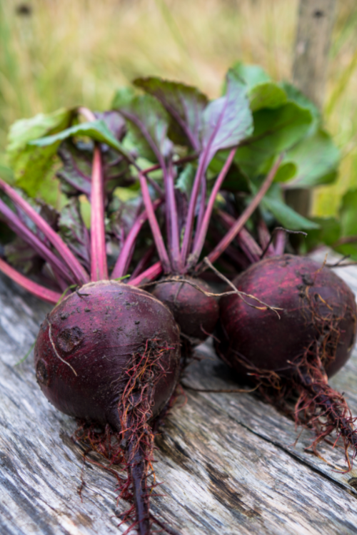 beets with roots showing for pickled beet recipe